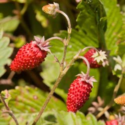 Fraisier 'Reine des Valles'